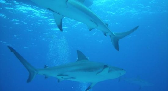 Bahamas-scubadiving-divingpassport-diver-shark