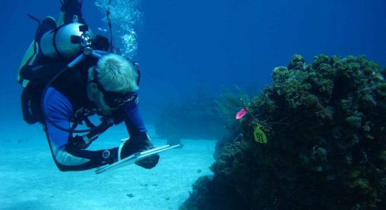 Bahamas-scubadiving-divingpassport-diver