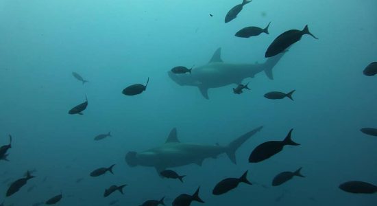 galapagos-ecuador-divingpassport-scubadiving-shark