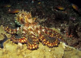 mozambique-divingpassport-scubadiving-octopus