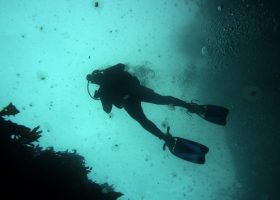 new-zealand-scubadiving-divingpassport-diver