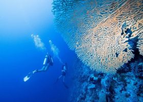 solomon-islands-scubadiving-divingpassport-coral