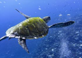scubadiving-divingpassport-frenchpolynesia-turtle