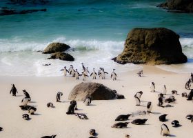 scubadiving-divingpassport-south-africa-penguin