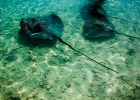 divingpassport-french-polynesia-scubadiving-ray