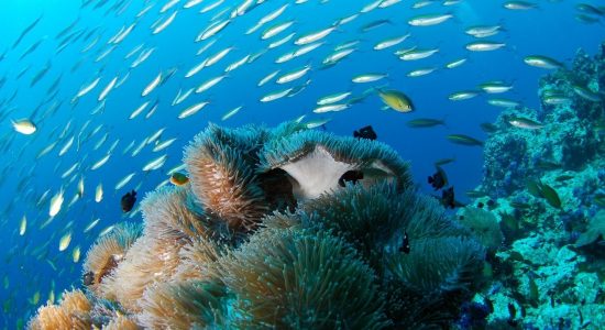 mauritius-island-divingpassport-scubadiving-reef