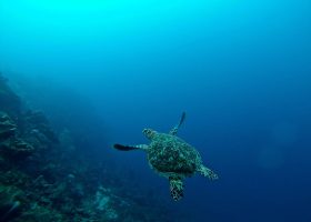 honduras-scubadiving-divingpassport--bay-islands-roatan-utila-guanaja-turtle
