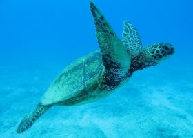 hawaii-scubadiving-divingpassport-turtle