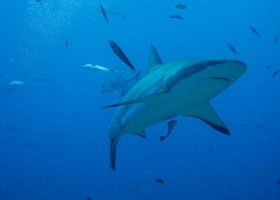 honduras-scubadiving-divingpassport--bay-islands-roatan-utila-guanaja-shark