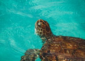 curacao-scubadiving-divingpassport-turtle