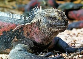 galapagos-ecuador-divingpassport-scubadiving-iguana