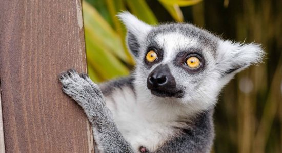 Madagascar wildlife