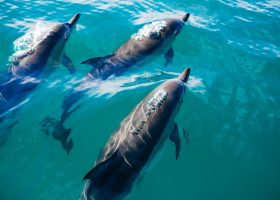 new-zealand-scubadiving-divingpassport-dolphin