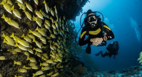 scubadiving-fish-maldives