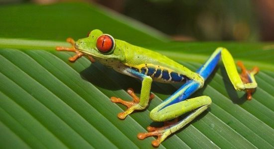Costa Rica Frog