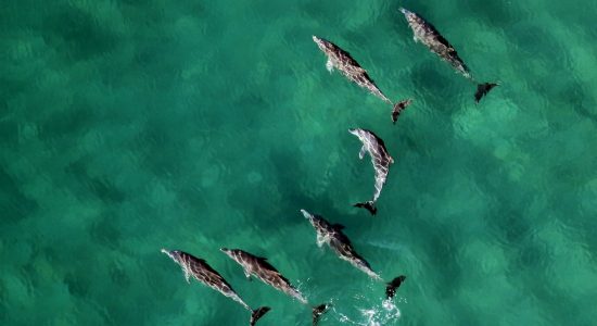 mozambique-divingpassport-scubadiving-dolphins